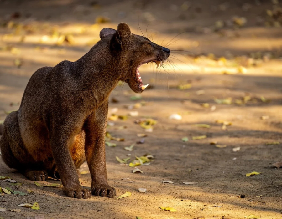 The Fossa: Madagascar’s Elusive Predator 2025